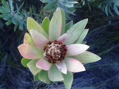 Leucadendron daphnoides