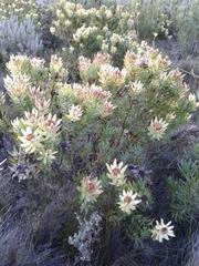Leucadendron daphnoides