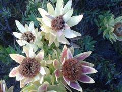 Leucadendron daphnoides