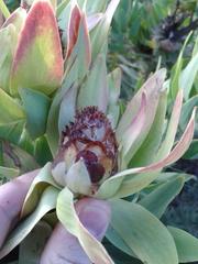 Leucadendron daphnoides