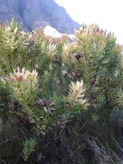 Leucadendron daphnoides