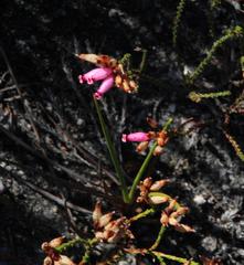 Erica cristata