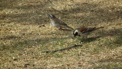 Passer melanurus vicinus