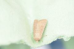 Orthosia gracilis