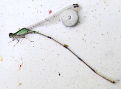 Leptobasis melinogaster