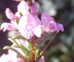 Indigofera pappei