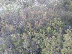 Phylica oleifolia