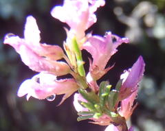 Indigofera pappei