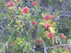 Phylica oleifolia