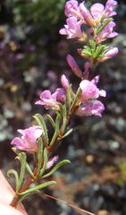 Indigofera pappei