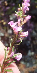 Indigofera pappei