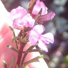 Indigofera pappei