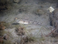 Darter Goby photo 3