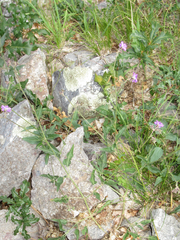 Mirabilis melanotricha