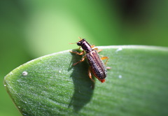 Lemidia subaenea