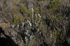 Stirtonanthus