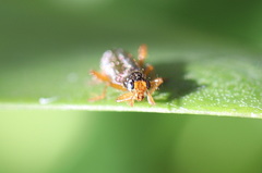 Lemidia subaenea
