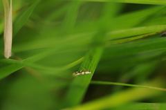 Argyresthia brockeella