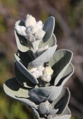 Stirtonanthus