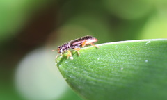 Lemidia subaenea