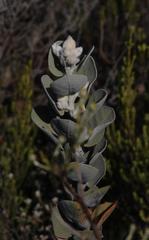 Stirtonanthus