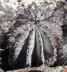 Euphorbia polygona