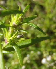 Carpacoce