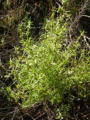Carpacoce