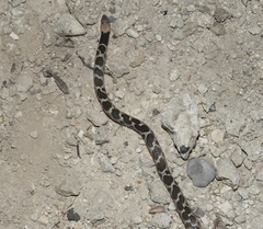 Hypsiglena jani dunklei