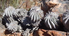 Euphorbia polygona