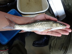 Spinibarbus hollandi