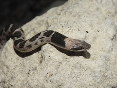 Hypsiglena jani dunklei