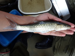 Spinibarbus hollandi