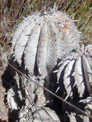 Euphorbia polygona
