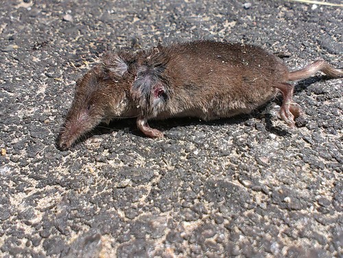 Valais Shrew