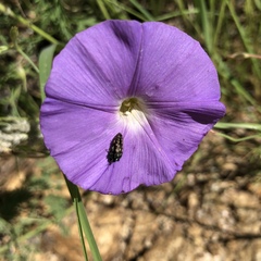 Acmaeodera parkeri