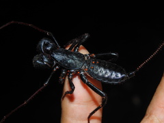 Mastigoproctus cinteotl