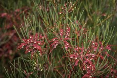 Hakea purpurea