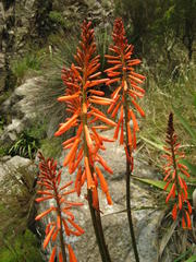 Kniphofia tabularis