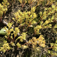 Portulaca halimoides