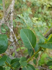 Salix pseudomonticola