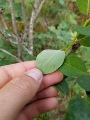 Salix pseudomonticola
