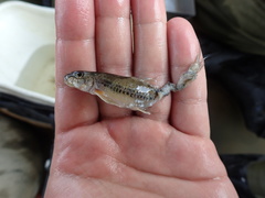 Microphysogobio alticorpus