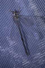 Clathroneuria coquilletti