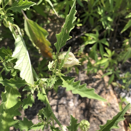 Physalis acutifolia iNat (2)