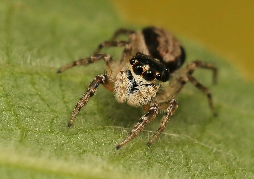 Menemerus carlini