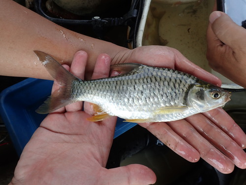 Pierre's barb (Hypsibarbus pierrei) — Cyprinidae — 3