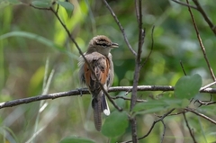 Tchagra australis