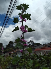 Malvaceae