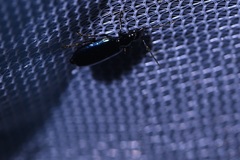 Lebia cyanipennis